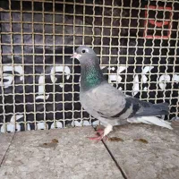 کبوتر دمگیر خرقه دمپاک