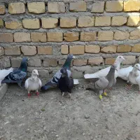 کفتر پرشی
