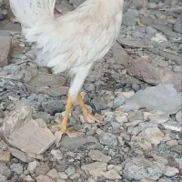 خروس سفید