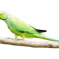 طوطی ملنگو ماده