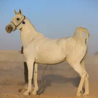 فروش چندراس اسب