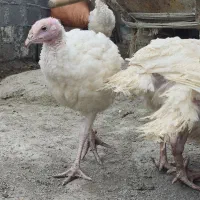 مرغ و خروس، بوقلمون،کاج لاوسون،اردک اسرائیلی