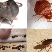 شرکت سمپاشی ساس سوسک کنه موش و..سم پاشی تضمینی