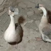تخم غو غاز