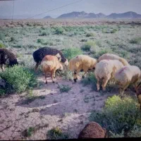 بره|حیوانات مزرعه|بیرجند, |دیوار