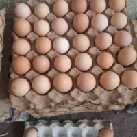 تخم مرغ رسمی