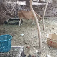 دام