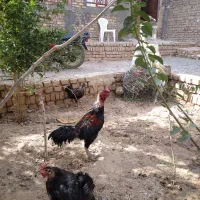 خروس لاری