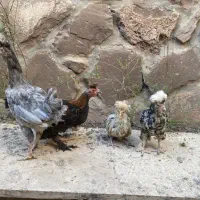 جوجه مرغ و خروس لهستانی