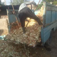 خوراک دام مناسب برای گاو گوشتی