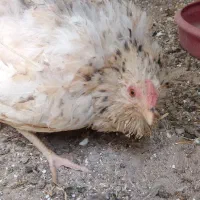 مرغ گلین کرک