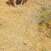 گوسفند