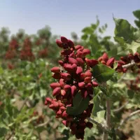 کارشناس باغبانی و فضای سبز