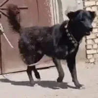 واگذاری قدرجونی گوسفندی تضمینی نگهبان