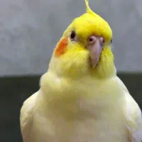 عروس هلندی ماده