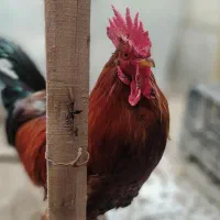 مرغ خروس