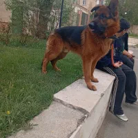 ژرمن اصیل یکساله
