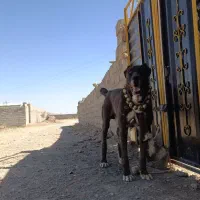 سگ خراسانی