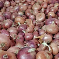 فروش پیاز محلی
