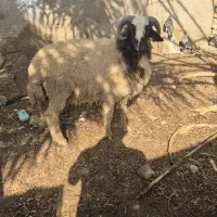بره نر ۱ ساله