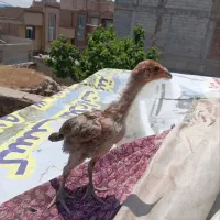 لاری اصیل