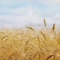 بذرگندم نژاد حیدری