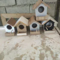 لانه عروس هلندی