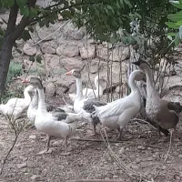 فروشی غاز سه ساله