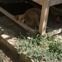 سگ پاکوتاه