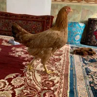تخم مرغ