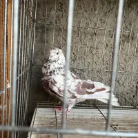 کبوتر پرشی فاز 8