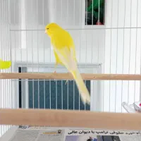 قناری رسمی بلند ماده ...