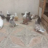 کبوترطلا