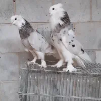 کبوتر شازده هما سرور جفت