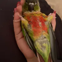 گمشده
