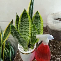 سانس کرواتی ابلق