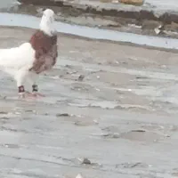 طوقی هفترنگ نر