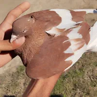 یک جفت سورخ دمسفید