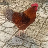 خروس برای فروش دارم