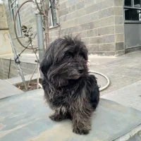 سگ پاکوتاه نژاد شیتزو ماده حرف گوش کن و آرام