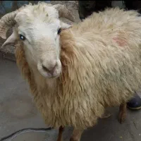۱۸ عدد گوسفند همگی باهم بفروش میرسد