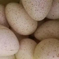تخم بوقلمون محلی