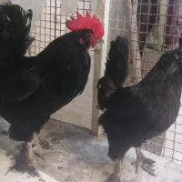 مرغ و خروس مرندی تخم گذار مشکی