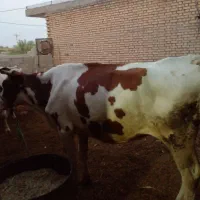 ۲گاو ودو گوساله آلمانی