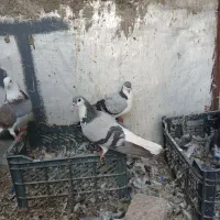 نروماده طاقی آبی