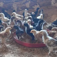 جوجه|حیوانات مزرعه|فریمان, |دیوار