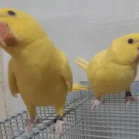 جوجه سرلاکی، نرم خور ملنگو لوتینو