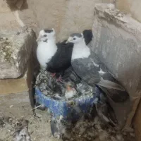 نرماده کربلایی کاکولی