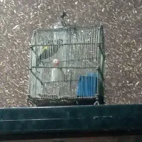 سهره سفید 15روز قفس