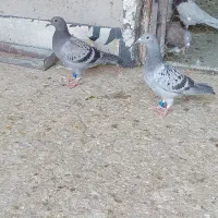 کبوتر